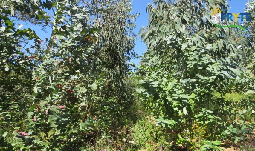 Terreno para Venda em Sertã Foto 25