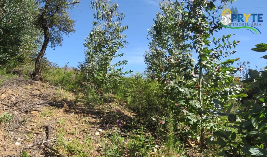 Terreno para Venda em Sertã Foto 28