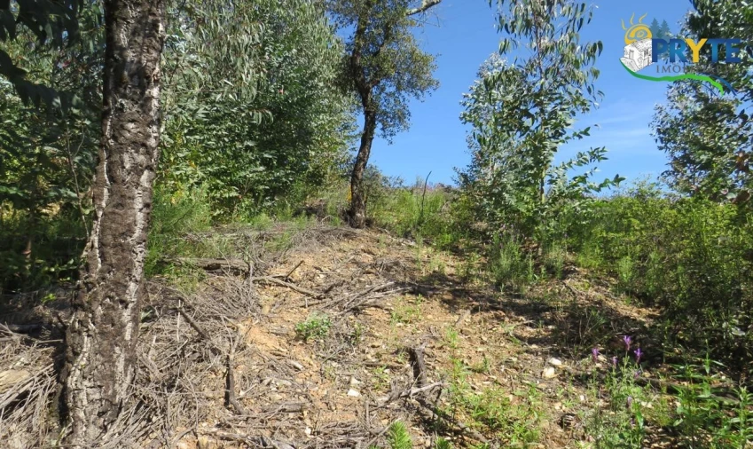 Terreno para Venda em Sertã Foto 29