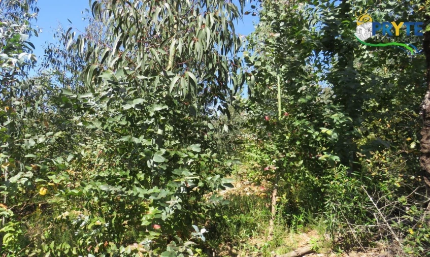 Terreno para Venda em Sertã Foto 30