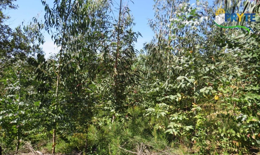 Terreno para Venda em Sertã Foto 31
