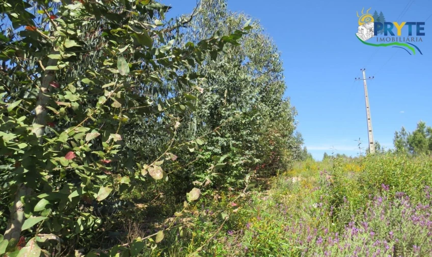 Terreno para Venda em Sertã Foto 32