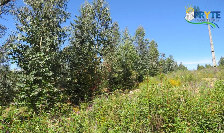 Terreno para Venda em Sertã Foto 33