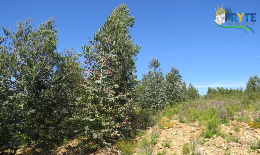 Terreno para Venda em Sertã Foto 35