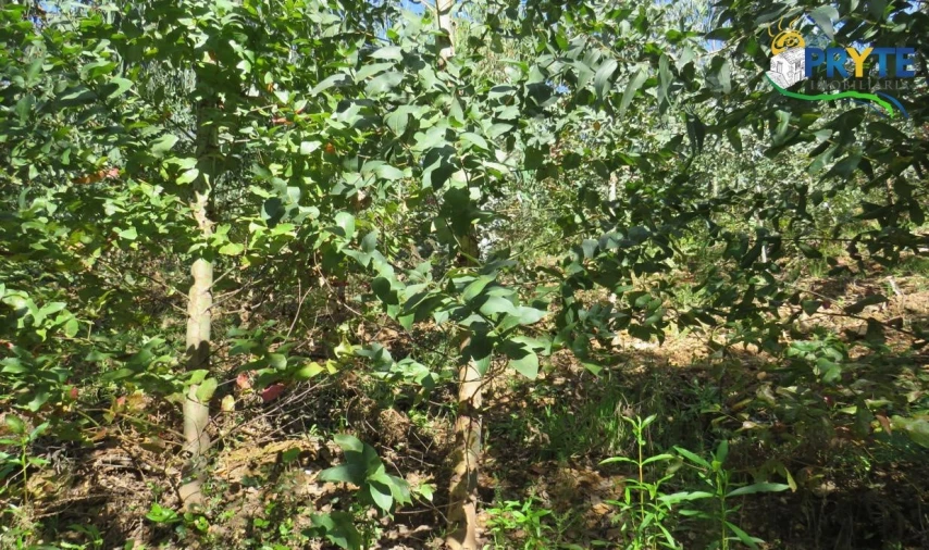 Terreno para Venda em Sertã Foto 40