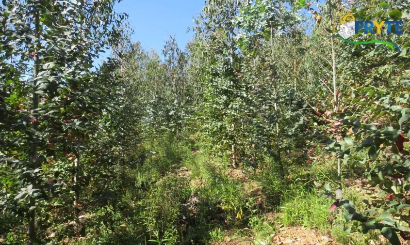 Terreno para Venda em Sertã Foto 41