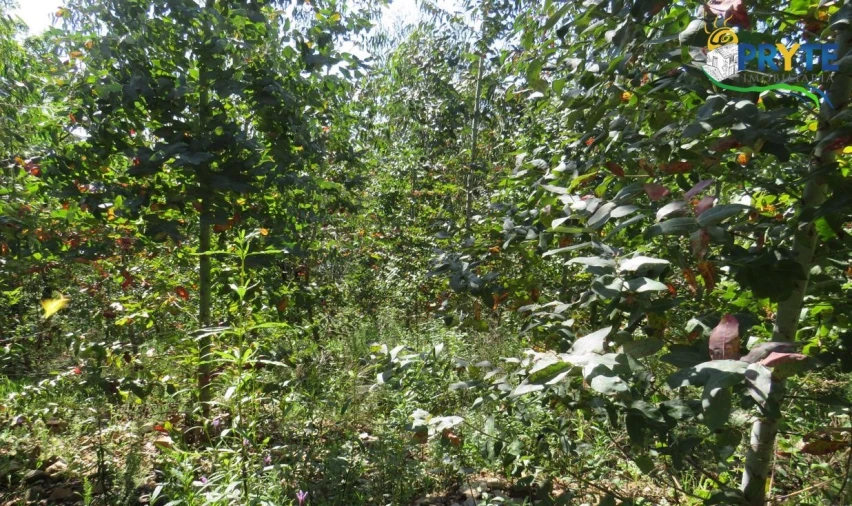 Terreno para Venda em Sertã Foto 42