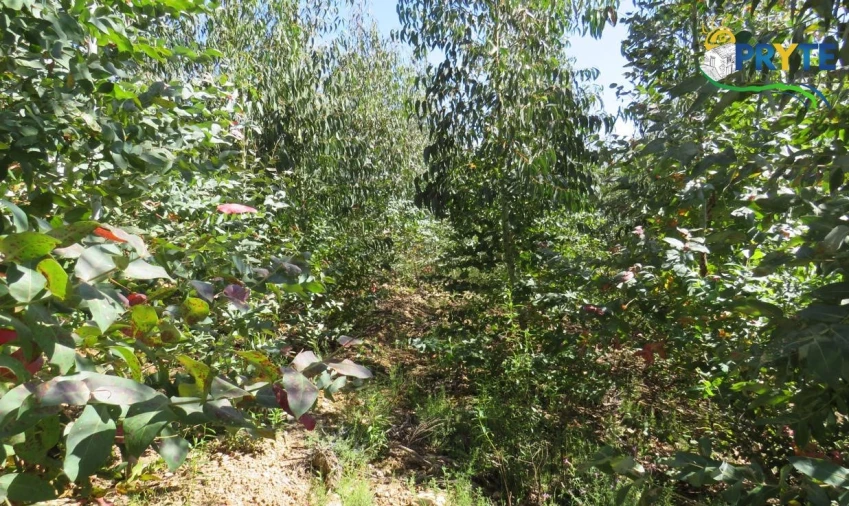 Terreno para Venda em Sertã Foto 43