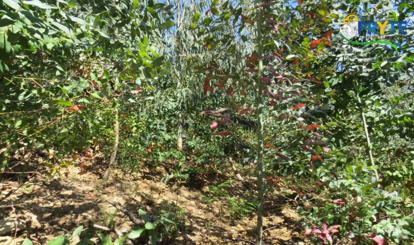 Terreno para Venda em Sertã Foto 44