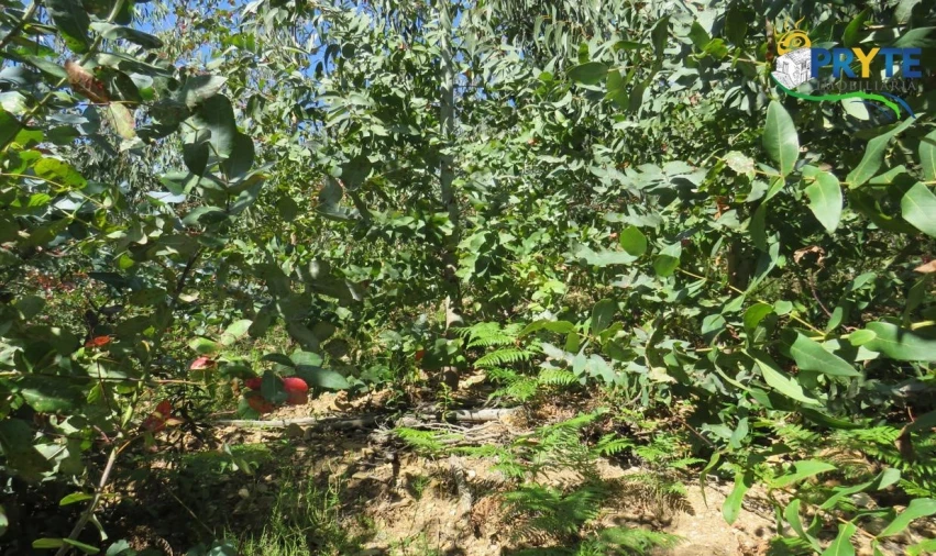 Terreno para Venda em Sertã Foto 45