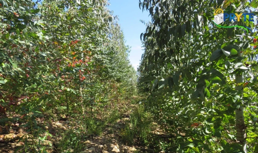 Terreno para Venda em Sertã Foto 46