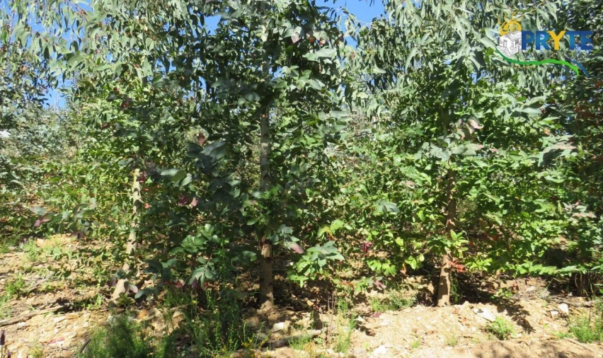 Terreno para Venda em Sertã Foto 47