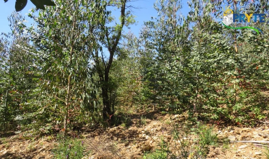 Terreno para Venda em Sertã Foto 48