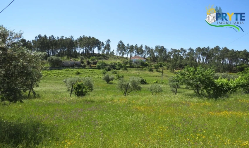 Terreno para Venda em Cumeada e Marmeleiro Foto 21
