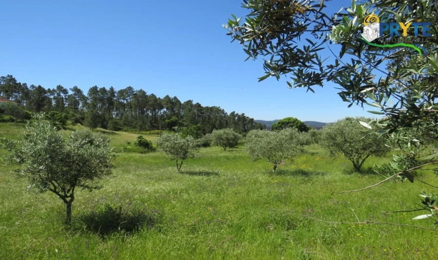 Terreno para Venda em Cumeada e Marmeleiro Foto 27