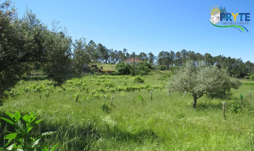 Terreno para Venda em Cumeada e Marmeleiro Foto 28