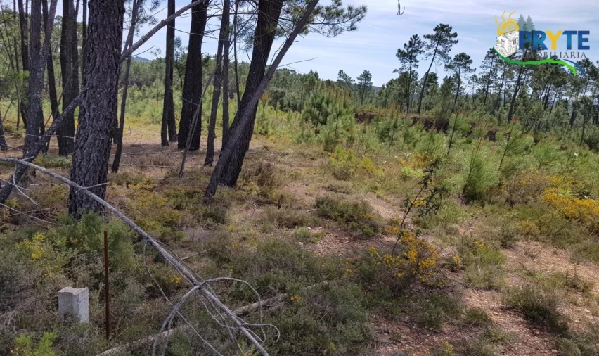 Terreno para Venda em Sertã Foto 4