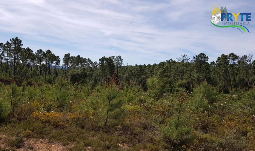 Terreno para Venda em Sertã Foto 5