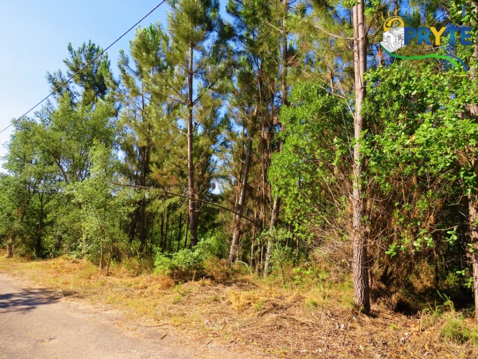Terreno para Venda em Cernache do Bonjardim, Nesperal e Palhais Foto 1