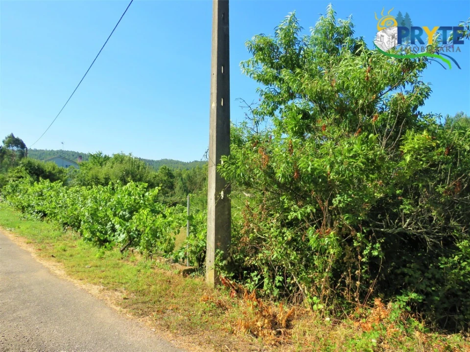 Terreno para Venda em Cernache do Bonjardim, Nesperal e Palhais Foto 4