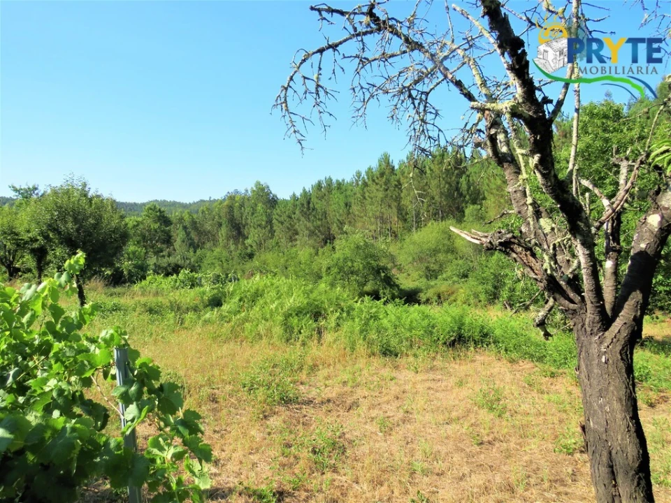 Terreno para Venda em Cernache do Bonjardim, Nesperal e Palhais Foto 6