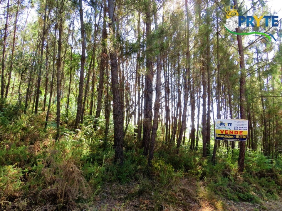 Terreno para Venda em Cernache do Bonjardim, Nesperal e Palhais Foto 14