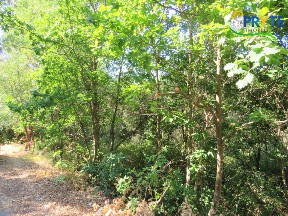 Terreno para Venda em Cernache do Bonjardim, Nesperal e Palhais Foto 15