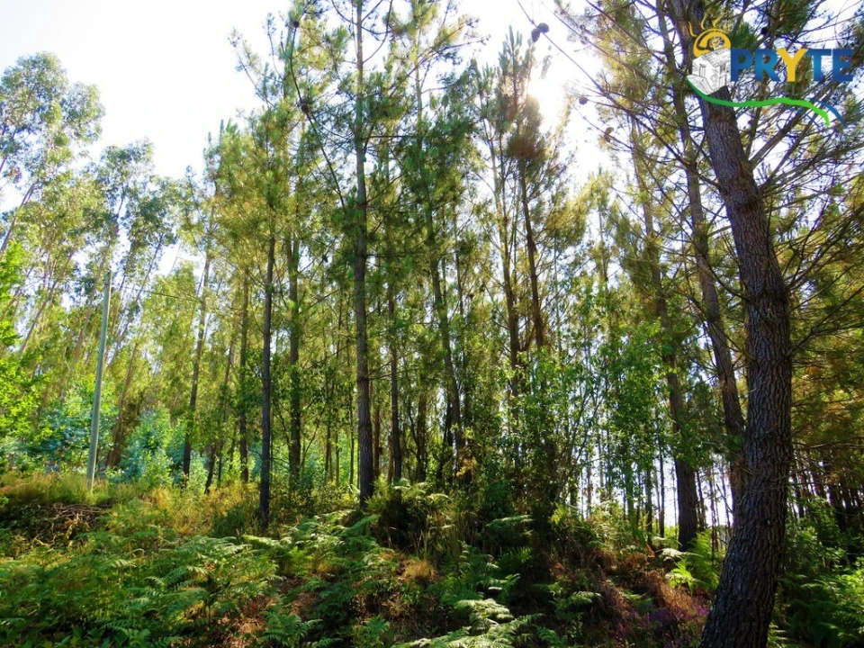 Terreno para Venda em Cernache do Bonjardim, Nesperal e Palhais Foto 24