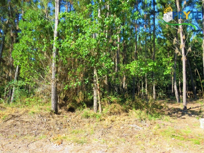 Terreno para Venda em Cernache do Bonjardim, Nesperal e Palhais Foto 2