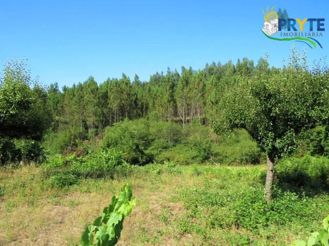 Terreno para Venda em Cernache do Bonjardim, Nesperal e Palhais Foto 9