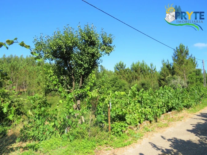 Terreno para Venda em Cernache do Bonjardim, Nesperal e Palhais Foto 13