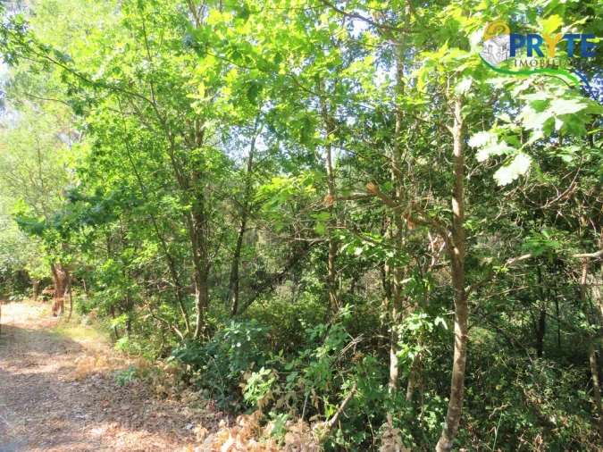 Terreno para Venda em Cernache do Bonjardim, Nesperal e Palhais Foto 15