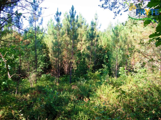 Terreno para Venda em Cernache do Bonjardim, Nesperal e Palhais Foto 16