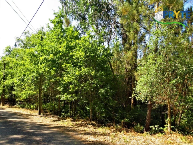 Terreno para Venda em Cernache do Bonjardim, Nesperal e Palhais Foto 17