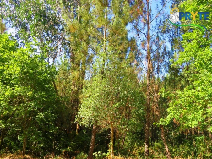 Terreno para Venda em Cernache do Bonjardim, Nesperal e Palhais Foto 18