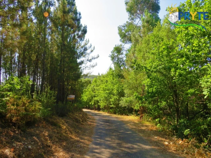 Terreno para Venda em Cernache do Bonjardim, Nesperal e Palhais Foto 22