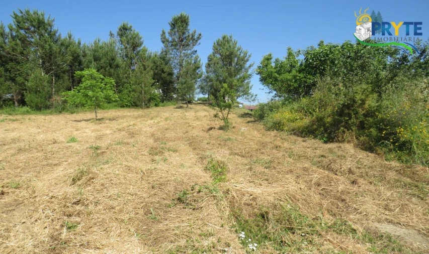 Terreno para Venda em Sertã Foto 5