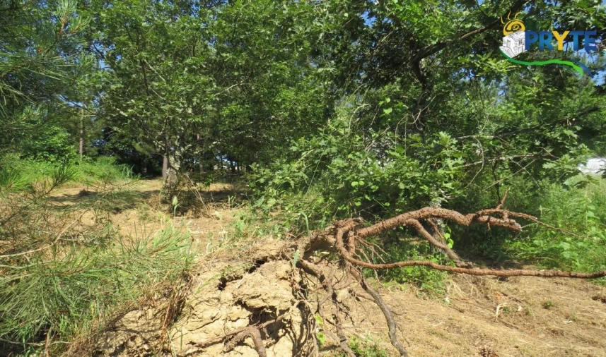 Terreno para Venda em Sertã Foto 14