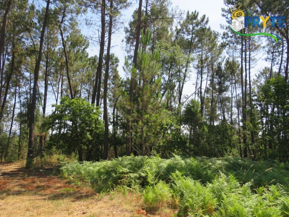 Terreno para Venda em Cernache do Bonjardim, Nesperal e Palhais Foto 6