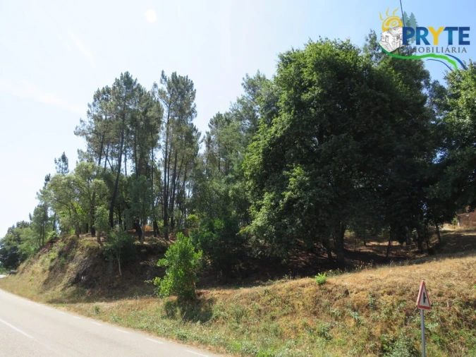 Terreno para Venda em Cernache do Bonjardim, Nesperal e Palhais Foto 5