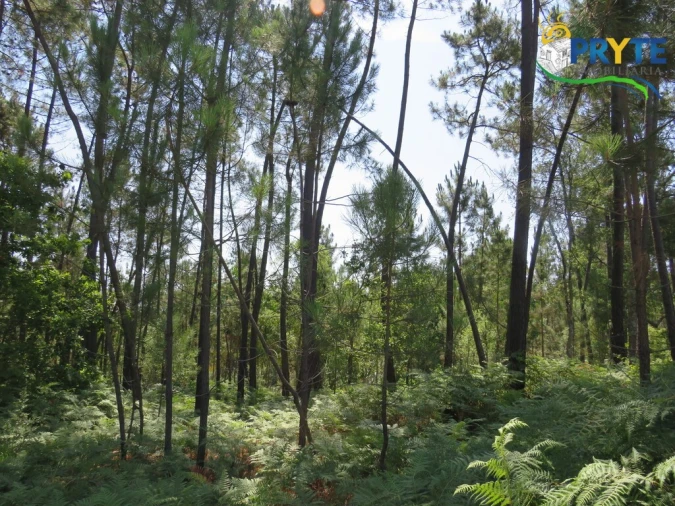 Terreno para Venda em Cernache do Bonjardim, Nesperal e Palhais Foto 7