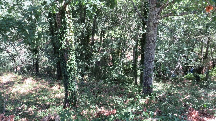 Terreno para Venda em Pedrogão Grande