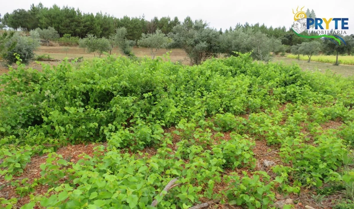 Terreno para Venda em Fundada Foto 6