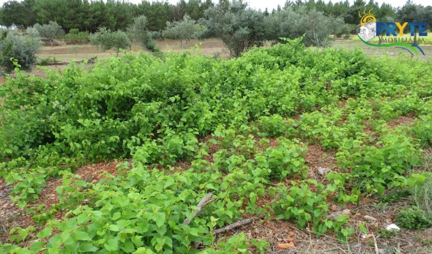 Terreno para Venda em Fundada Foto 8