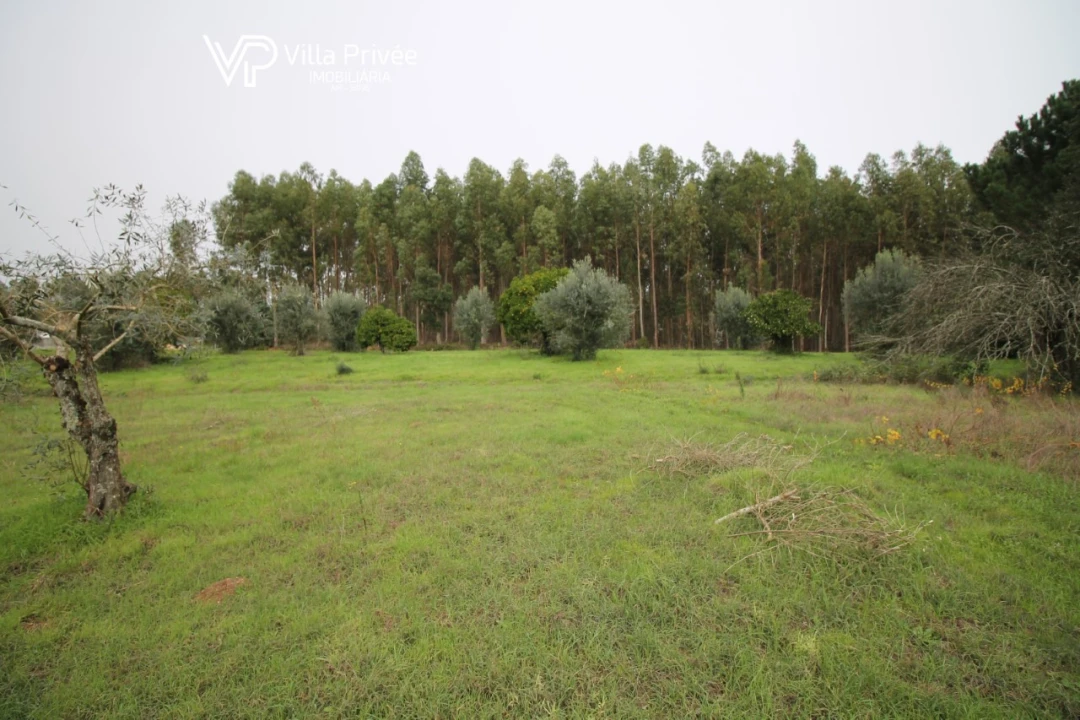Terreno para Venda em Pereira Foto 3
