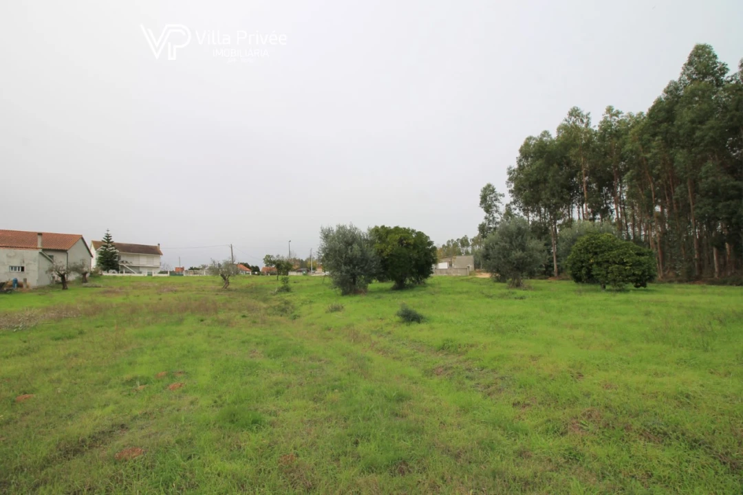 Terreno para Venda em Pereira Foto 4
