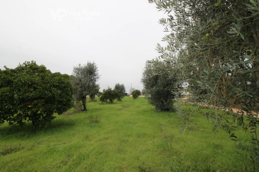 Terreno para Venda em Pereira Foto 5