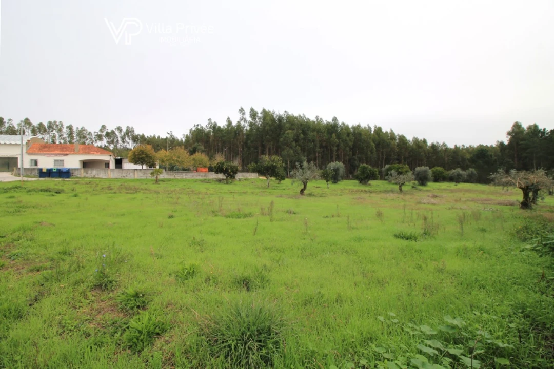 Terreno para Venda em Pereira Foto 9