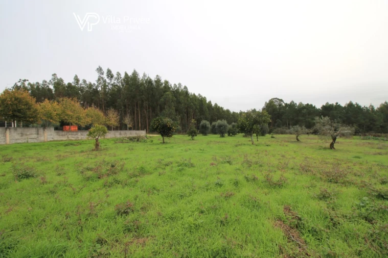 Terreno para Venda em Pereira Foto 2