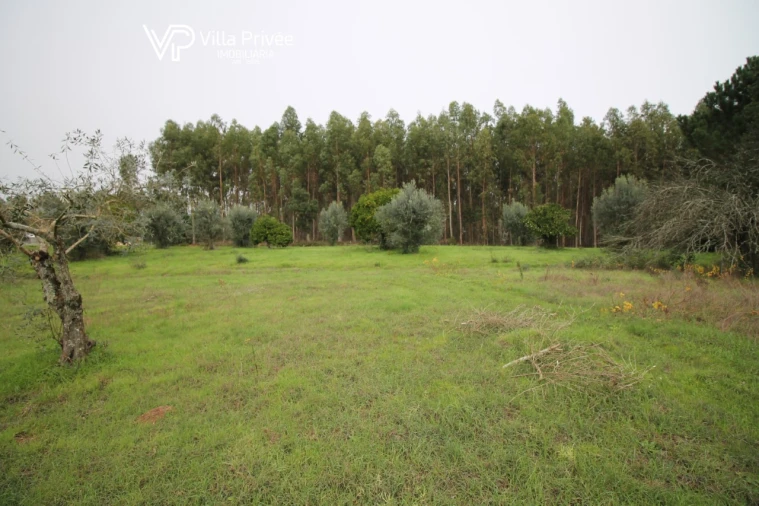Terreno para Venda em Pereira Foto 3
